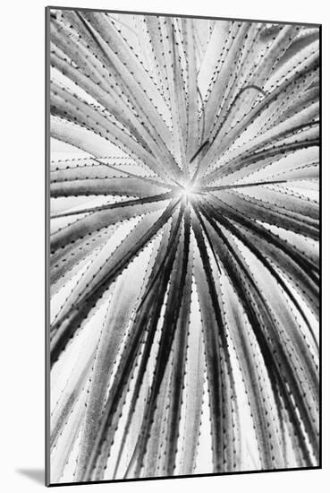 Palmera Shift-Irene Suchocki-Mounted Giclee Print