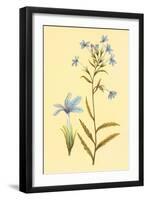 Palmerella Debillis Serratta-null-Framed Art Print