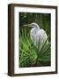 Palmetto Egret-Steve Hunziker-Framed Art Print