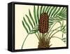 Palmetto III-Zachary Alexander-Framed Stretched Canvas