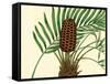 Palmetto III-Zachary Alexander-Framed Stretched Canvas