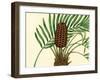 Palmetto III-Zachary Alexander-Framed Art Print