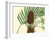 Palmetto III-Zachary Alexander-Framed Art Print