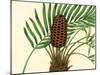 Palmetto III-Zachary Alexander-Mounted Art Print