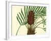 Palmetto III-Zachary Alexander-Framed Art Print