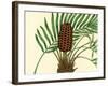 Palmetto III-Zachary Alexander-Framed Art Print