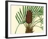 Palmetto III-Zachary Alexander-Framed Art Print