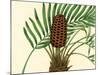 Palmetto III-Zachary Alexander-Mounted Art Print