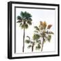 Palmetto III-Ryan Hartson-Weddle-Framed Photographic Print