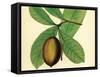 Palmetto IV-Zachary Alexander-Framed Stretched Canvas