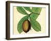 Palmetto IV-Zachary Alexander-Framed Art Print