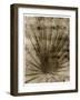 Palmetto Palm-John Kuss-Framed Giclee Print