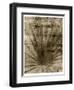 Palmetto Palm-John Kuss-Framed Giclee Print