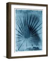 Palmetto Palm-John Kuss-Framed Photographic Print