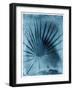 Palmetto Palm-John Kuss-Framed Photographic Print