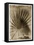 Palmetto Palm-John Kuss-Framed Stretched Canvas
