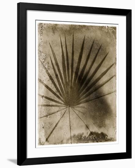 Palmetto Palm-John Kuss-Framed Photographic Print