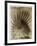 Palmetto Palm-John Kuss-Framed Premium Photographic Print