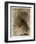 Palmetto Palm-John Kuss-Framed Photographic Print