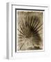 Palmetto Palm-John Kuss-Framed Photographic Print