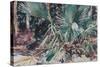 Palmettos, 1917-John Singer Sargent-Stretched Canvas