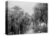 Palmettos at Bostroms, Ormond, Fla.-null-Stretched Canvas