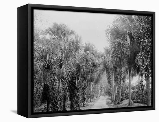 Palmettos at Bostroms, Ormond, Fla.-null-Framed Stretched Canvas