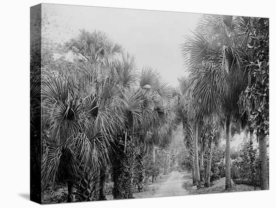 Palmettos at Bostroms, Ormond, Fla.-null-Stretched Canvas