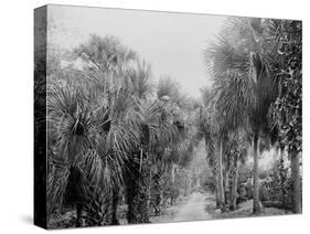 Palmettos at Bostroms, Ormond, Fla.-null-Stretched Canvas