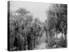 Palmettos at Bostroms, Ormond, Fla.-null-Stretched Canvas