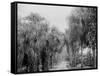 Palmettos at Bostroms, Ormond, Fla.-null-Framed Stretched Canvas