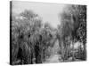 Palmettos at Bostroms, Ormond, Fla.-null-Stretched Canvas