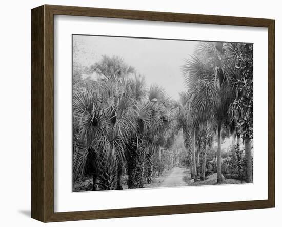 Palmettos at Bostroms, Ormond, Fla.-null-Framed Photo