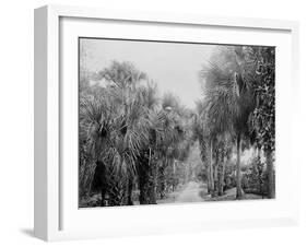 Palmettos at Bostroms, Ormond, Fla.-null-Framed Photo