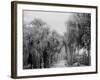 Palmettos at Bostroms, Ormond, Fla.-null-Framed Photo