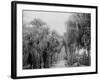 Palmettos at Bostroms, Ormond, Fla.-null-Framed Photo