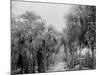 Palmettos at Bostroms, Ormond, Fla.-null-Mounted Photo