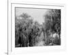 Palmettos at Bostroms, Ormond, Fla.-null-Framed Photo