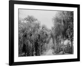 Palmettos at Bostroms, Ormond, Fla.-null-Framed Photo