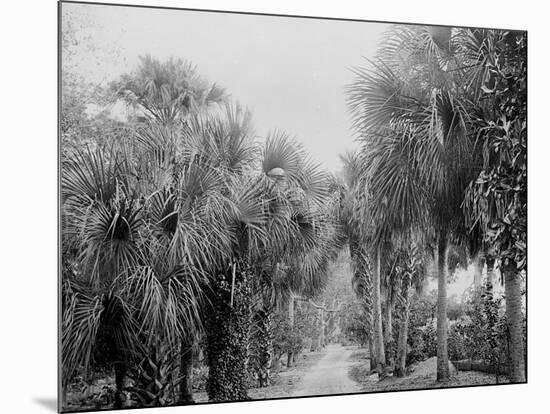 Palmettos at Bostroms, Ormond, Fla.-null-Mounted Photo