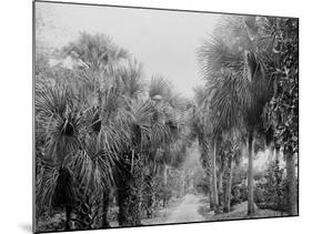 Palmettos at Bostroms, Ormond, Fla.-null-Mounted Photo