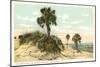 Palmettos, Tybee Island, Savannah, Georgia-null-Mounted Art Print