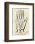 Palmistry: Palm Diagram-null-Framed Giclee Print