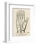 Palmistry: Palm Diagram-null-Framed Giclee Print