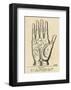 Palmistry: Palm Diagram-Vintage Reproduction-Framed Art Print