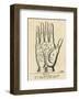 Palmistry: Palm Diagram-Vintage Reproduction-Framed Art Print