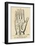 Palmistry: Palm Diagram-Vintage Reproduction-Framed Art Print