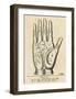 Palmistry: Palm Diagram-Vintage Reproduction-Framed Art Print