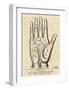 Palmistry: Palm Diagram-Vintage Reproduction-Framed Art Print