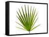Palmito Dwarf Fan Palm Spain-Niall Benvie-Framed Stretched Canvas